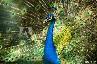 Afbeeldingen van Rad schlagender Pfau